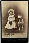 CABINET CARD PIT BULL TERRIER AMERICAN PHILADELPHIA ANTIQUE DOG PHOTO BY HANG