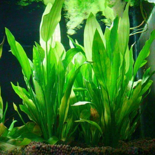 Water Grass Green Plant Ornament For Fish Tank Artificial Plastic Aquarium