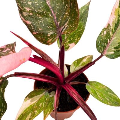 Pink Princess Galaxy Philodendron, 4 inch Splash Variegated | eBay