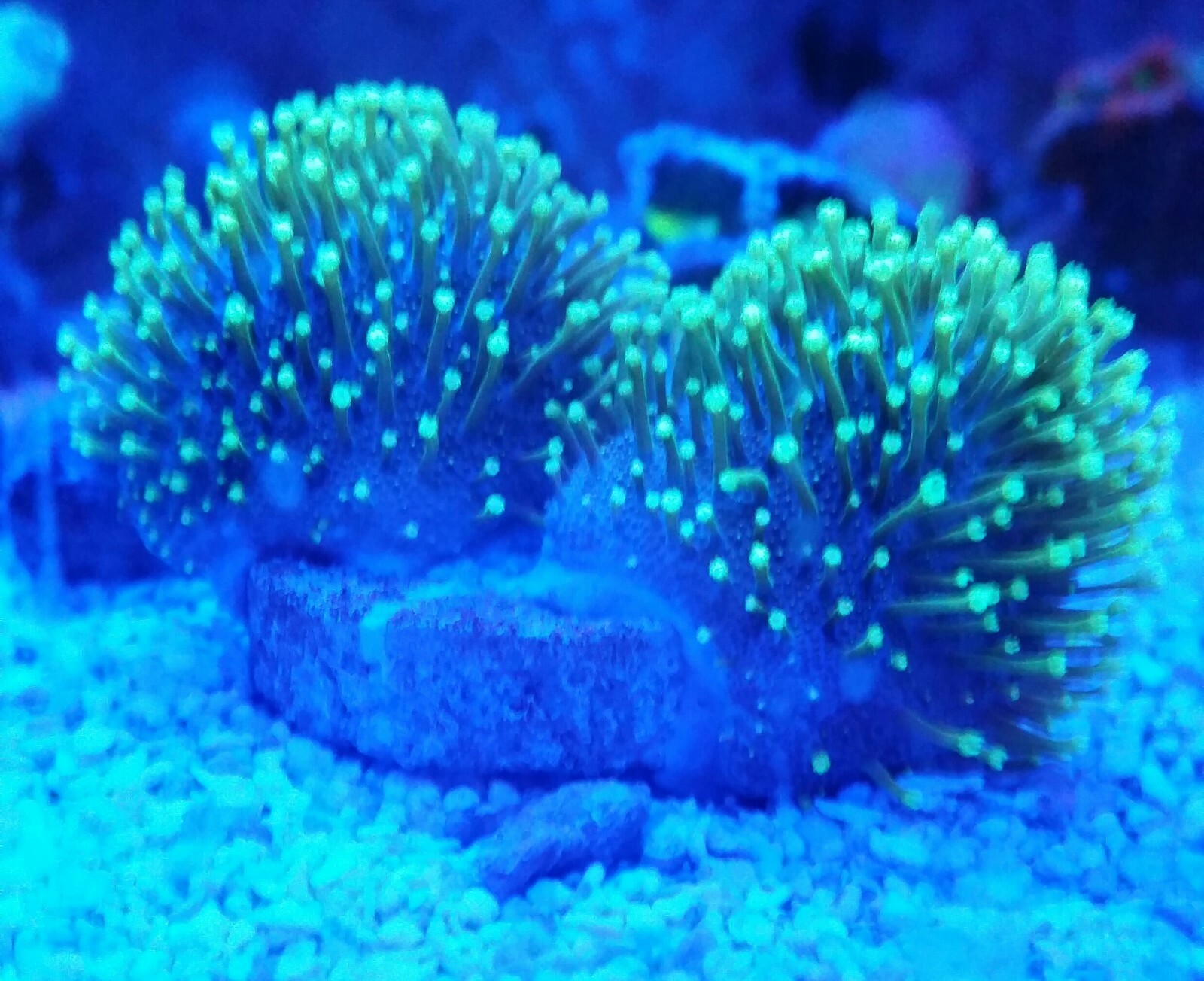 Live Coral Robbie's Corals Neon Green Polyp Umbrella Leather Coral Frag