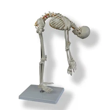 Anatomical 85cm Tall Human Skeleton with Flexible Spine Model - Medical Anatomy
