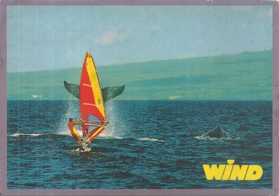 POSTCARD - WINDSURFING WIND SURF WHALES / POSTCARD POSTCARD POSTCARD FRANCE
