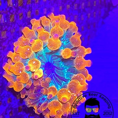 ARK Funburst Bubble Tip Anemone 3'' to 5''