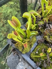 Venus Fly Trap Dionaea Muscipula Dentate