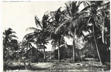 SENEGAL  CASES SOUS LES COCOTIERS