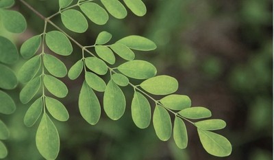 Jamaican Organic Sun-dried Moringa Leaves - 25 grams
