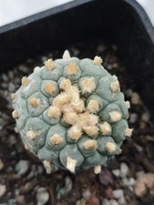 RareSucculent Plant LF Cactus OwnRoot WYSIWYG Boutique Garden