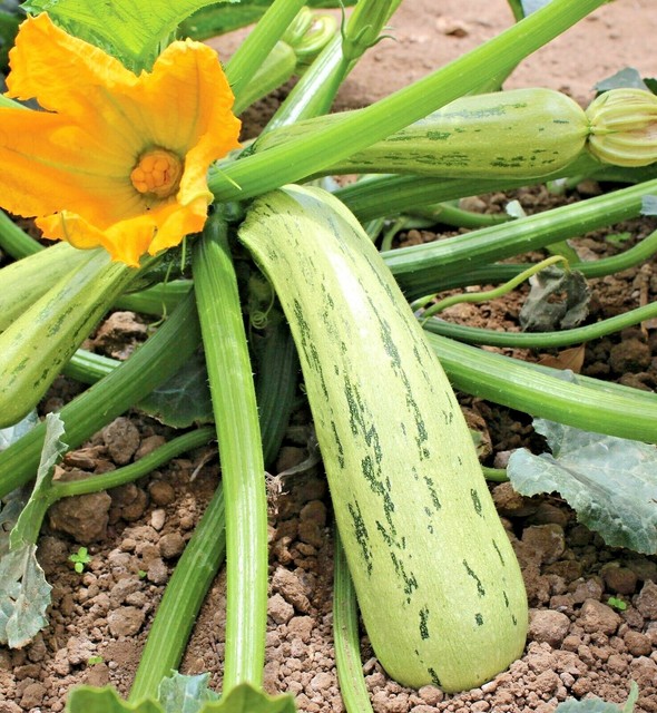Squash Zucchini Italian Striped Garden Heirloom Vegetable