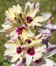 20 Ixia Hogarth Bulbs African Corn Lily Cream Garden Star
