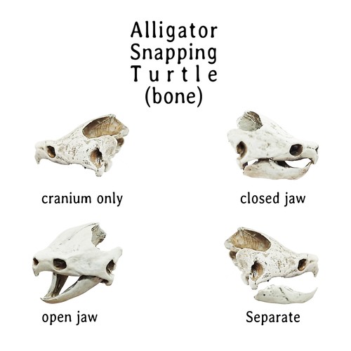 Alligator Snapping Turtle Skull - 1:12 Scale replica for diorama, dollhouse - Picture 2 of 7