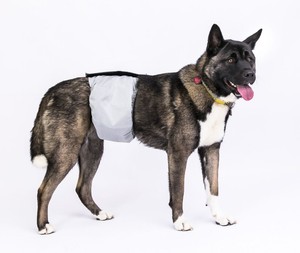 dog diaper band