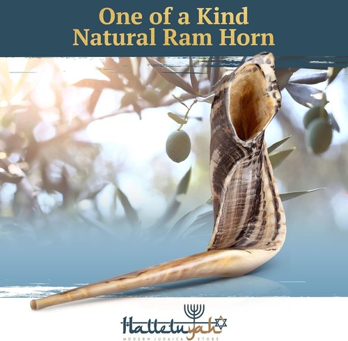 Elegant Kosher Ram Horn Shofar - 14"-16" with Velvet Bag, Easy Maintenance Brush - Picture 4 of 9