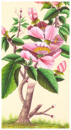 Hand Miniature Painting Of Beautiful Flower Fine Vintage Art On Paper 6x9 Inches - Picture 4 of 6