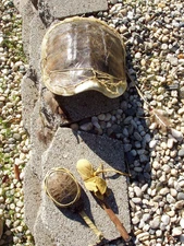 NATIVE AMERICAN CHEROKEE VINTAGE TURTLE SHELL DRUM + NATIVE AMERICAN RATTLER
