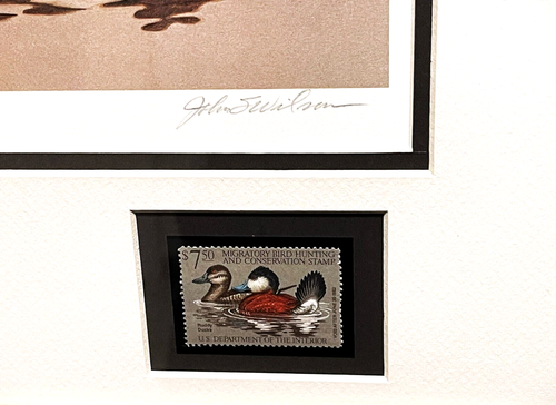 John Wilson 1981 Federal Duck Stamp Print With Double Stamps - Brand New Frame - Picture 5 of 7