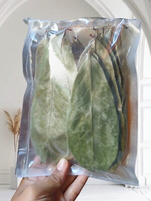 Soursop Blätter Bio 100%, 100 Stück, gereinigte manuell getrocknete Blätter, ca. 50g