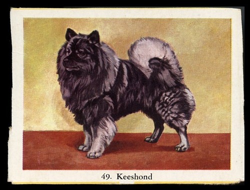 KEESHOND Dutch Barge Dog Full Speed Cigarette Card - Dutch c. 1954 (Standing)