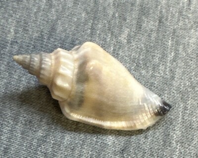 *Strombus urceus (Little Bear Conch) 32.1mm !!! | eBay