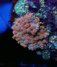 Neptune Bounce Mushroom -  Live Coral Frag- Blue Carbon Reefing