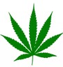 Pot Leaf Cannabis Legalize Car Truck Suv Die Cut Vinyl Decal 