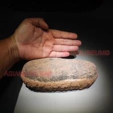 OVIRAPTOR RAPTOR Velociraptor Dinosaur Egg Fossil Theropod JURASSIC PARK WORLD w