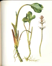 Original Old Antique Print Perrin Ltd Ed 1914 Flowering Plant The Buck Bean