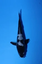 1 QTY QUALITY Kumonruyu 6.5 ” JAPANESE Koi live fish standard fin A1koi