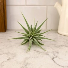 Tillandsia Ionantha Exotic Natural Air Plant, Easy Care, pack 5