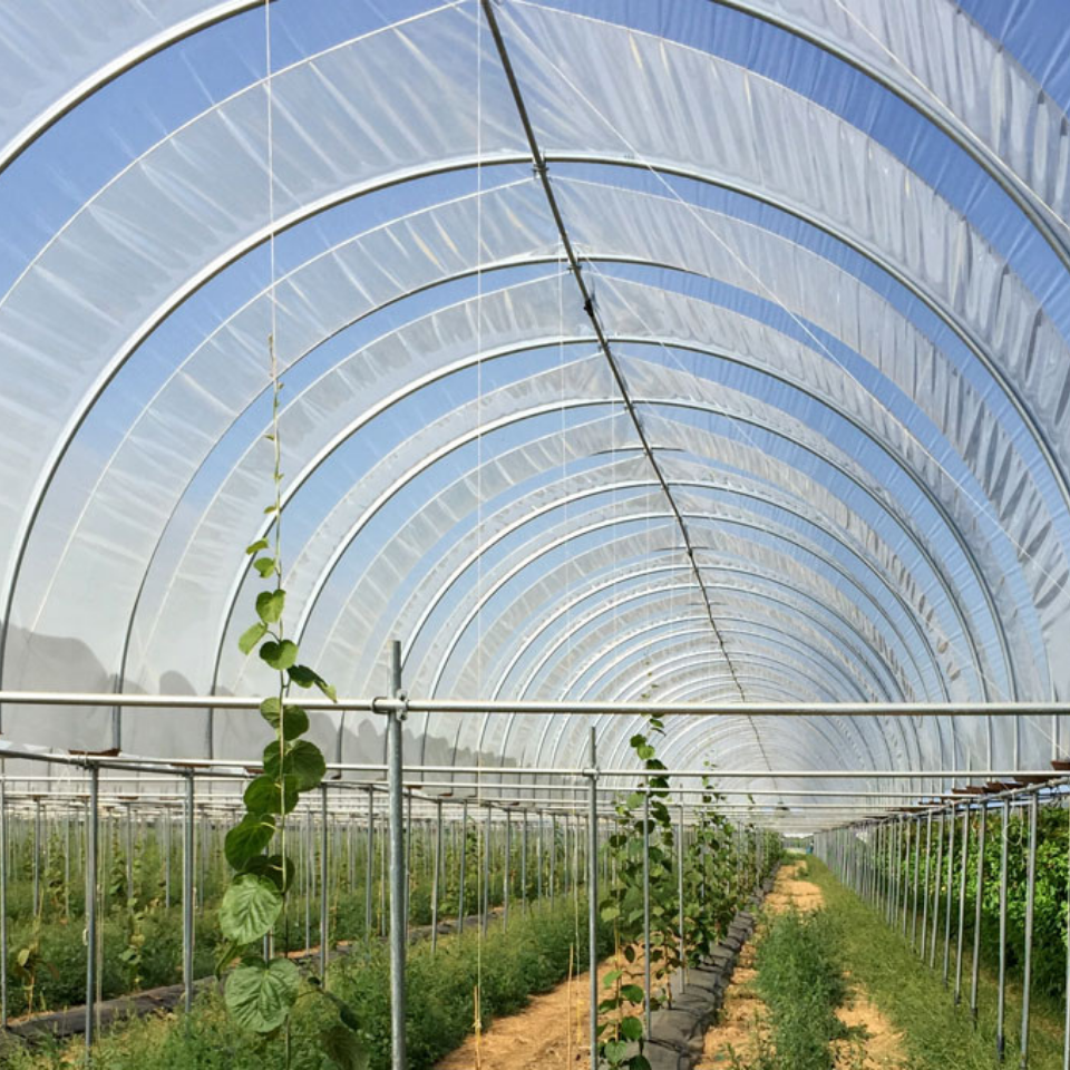 Telone Serra In Polietilene Long Life - Telo Copertura UV Per Orto E Giardino (Vendita Al Metro) - Foto 3