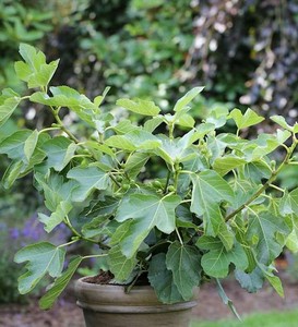 Feigenbaum Name Meaning  Feigenbaum Family History At