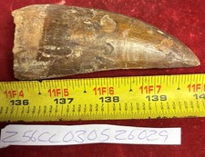 Rare Carcharodontosaurus Dinosaur Tooth T Rex Cousin 95 Mil Yrs Fossil 4”