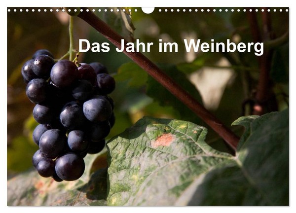 "Calendar 2027 · US Version · The Year In The Vineyard (Wall Calendar 2027 17\" ×"-image