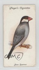 1933 Player's Aviary and Cage Birds Tobacco Java Sparrow #40 kn8