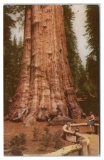 General Sherman Sequoia National Park Fresno California Union Oil 76 Postcard
