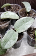 Hoya carnosa 'Nova Ghost' (reverted hoya Argentea Princess), rooted