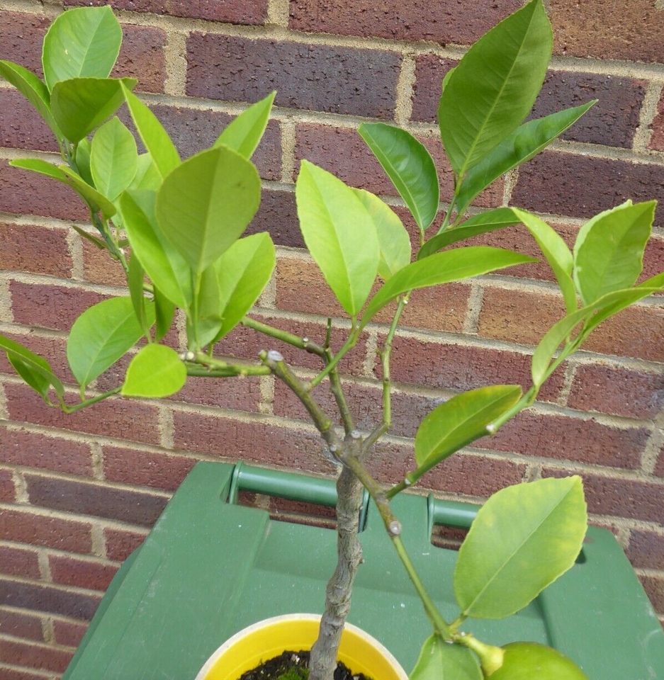 Meyer Lemon citrus Fruit Tree Plant 29cm in a 15cm Pot eBay