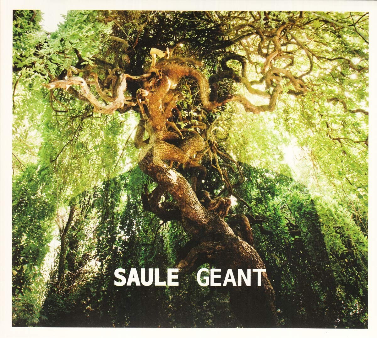 SAULE GEANT -DIGI-