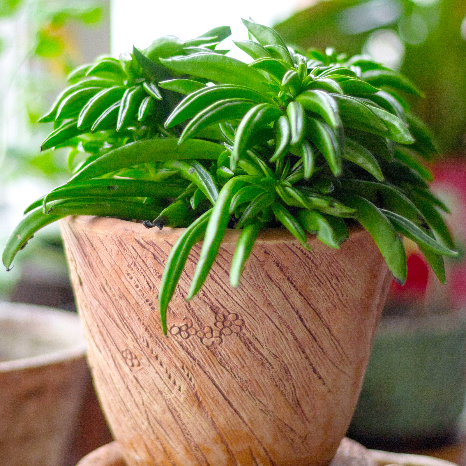 Peperomia Happy Bean Indoor Plant | Premium Plants for Sale | 15-25cm Potted