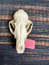 Real Red Fox Unique Animal Mount Halloween Skull Art Craft Mountain Man Canine