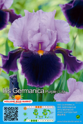 @ (   )\@  Iris germanica Schwertlilie Bartiris  '' Purple / Lila '' Liefertermin