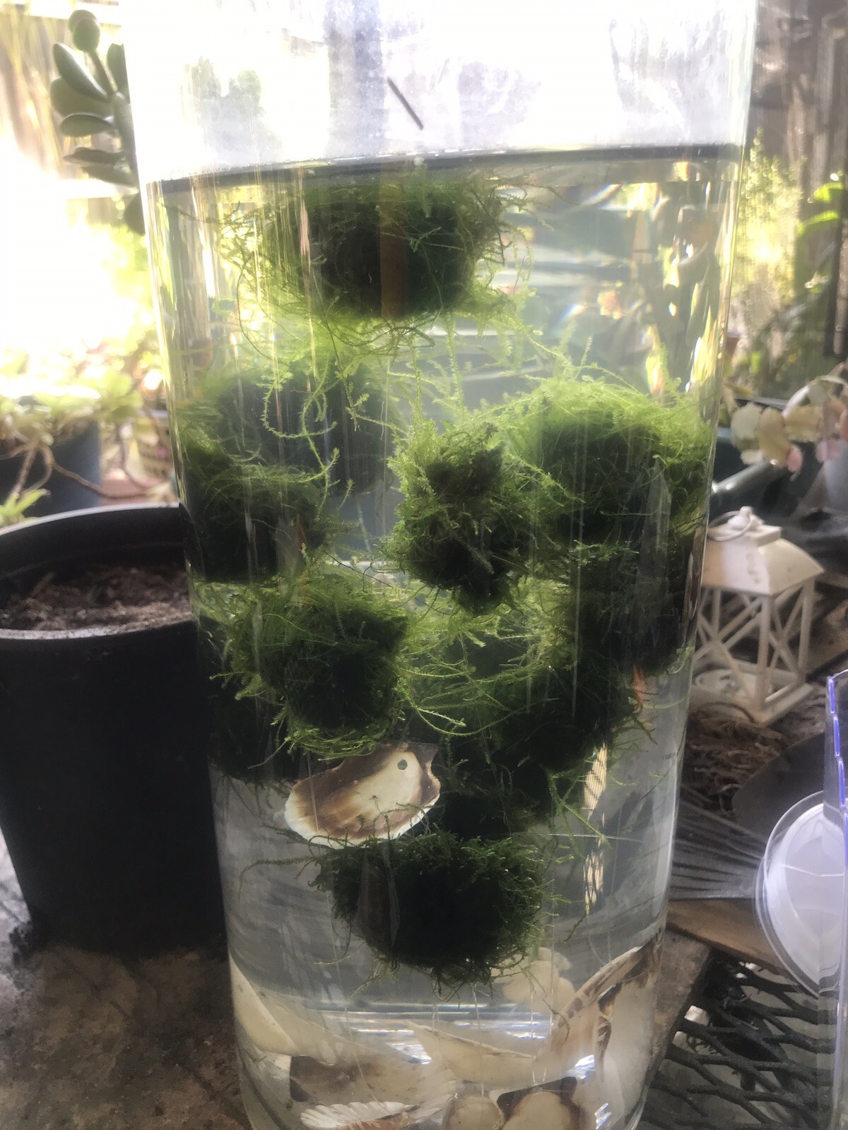 Large: 6 Floating Java Moss Balls Live Aquarium Plant Decoration ...
