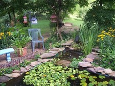 20-GREEN WATER CELERY,KOI WATER POND PLANT,100 ORGANIC GROWN,DEP AG PA, OOO5DL