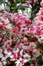 Queens Lace Crepe Myrtle Rare Variegated Dark Pink & White... 10 FRESH CUTTINGS 