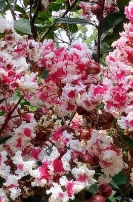 Queens Lace Crepe Myrtle Rare Variegated Dark Pink & White...  FRESH CUTTINGS 