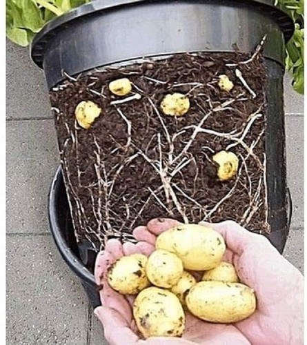 Kartoffelzüchter Pflanzgefäß Karottenanbau Gemüseanbau Haus Garten Balkon - Bild 10 von 33