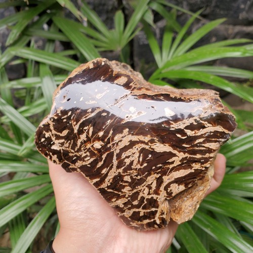 Genuine 1,1 Kg Raw Amber Zebra Motif Indonesia Specimen Rough Certificate - Picture 10 of 12