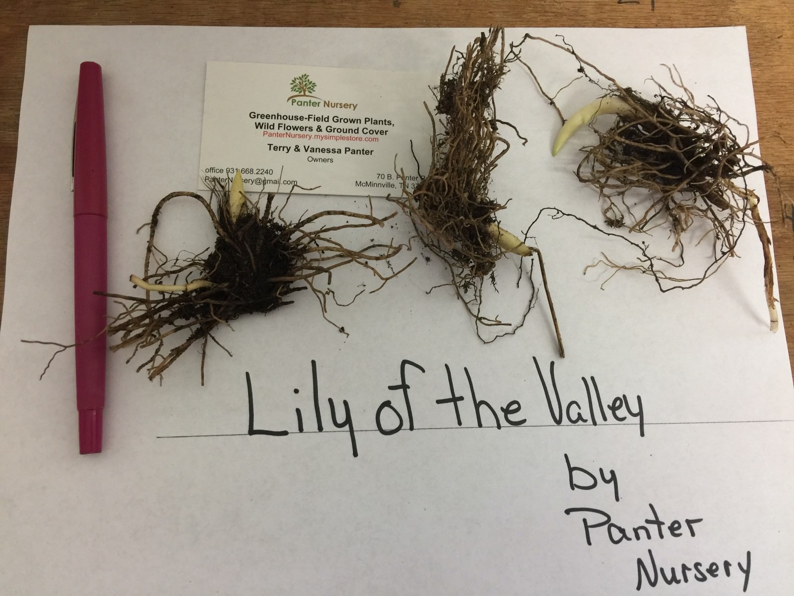 5 Lily of the Valley, May Lily, May Bells roots(Convallaria majalis