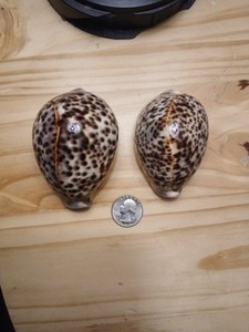 Tiger Cowrie Cypraea Tigris Leopard Pattern Seashell 