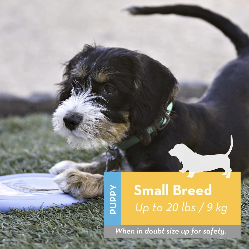 KONG - Puppy Flyer - Teething Rubber, Flying Disc Dog Toy (Assorted Colors) - - Image 3 of 4