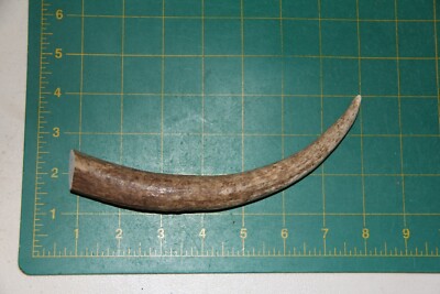 Elk Tine #4 antler Knife handle / sheds antlers whitetail deer dog chew 206